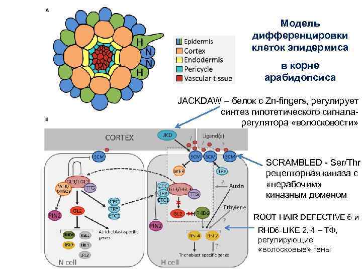 Модель дифференцировки клеток эпидермиса в корне арабидопсиса JACKDAW – белок с Zn-fingers, регулирует синтез