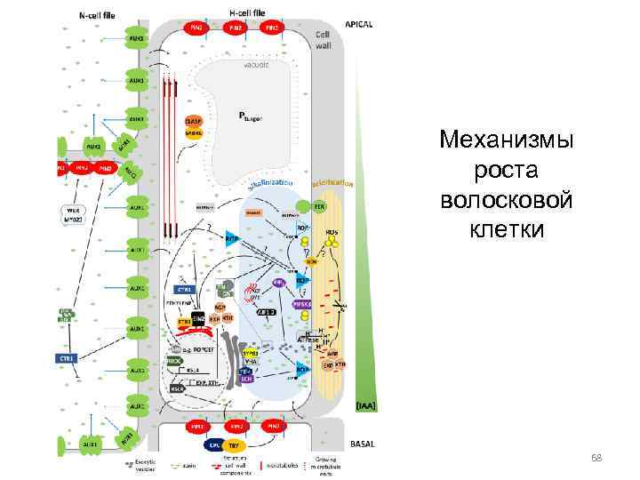 Механизмы роста волосковой клетки 68 