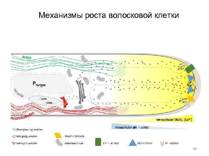 Механизмы роста волосковой клетки 69 