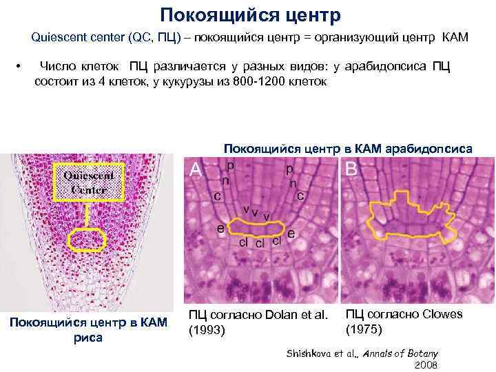 Покоящийся центр Quiescenter (QC, ПЦ) – покоящийся центр = организующий центр КАМ • Число