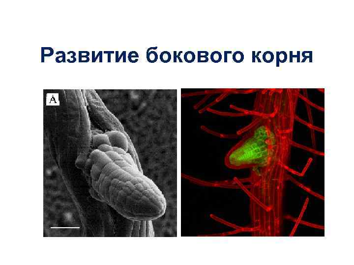 Развитие бокового корня 