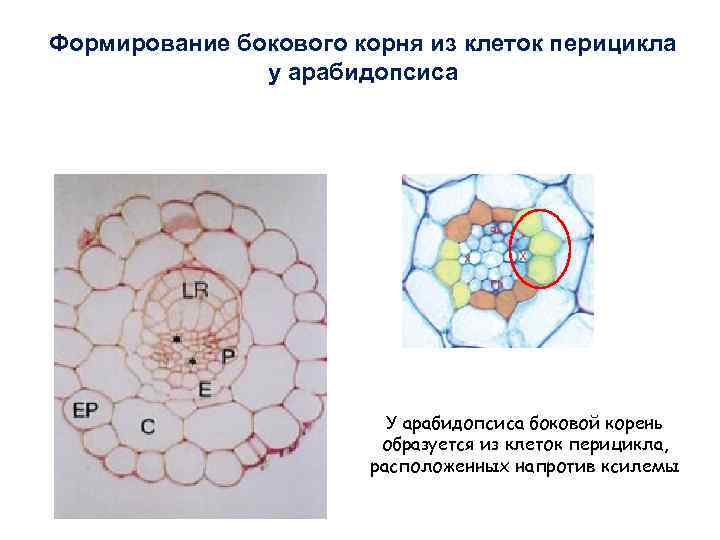 Формирование бокового корня из клеток перицикла у арабидопсиса У арабидопсиса боковой корень образуется из