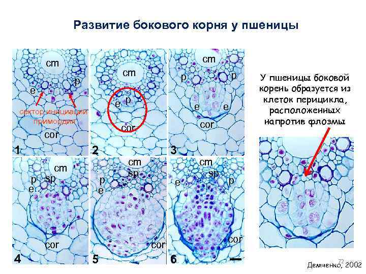 Развитие бокового корня у пшеницы cm cm cm p e e p сектор инициации