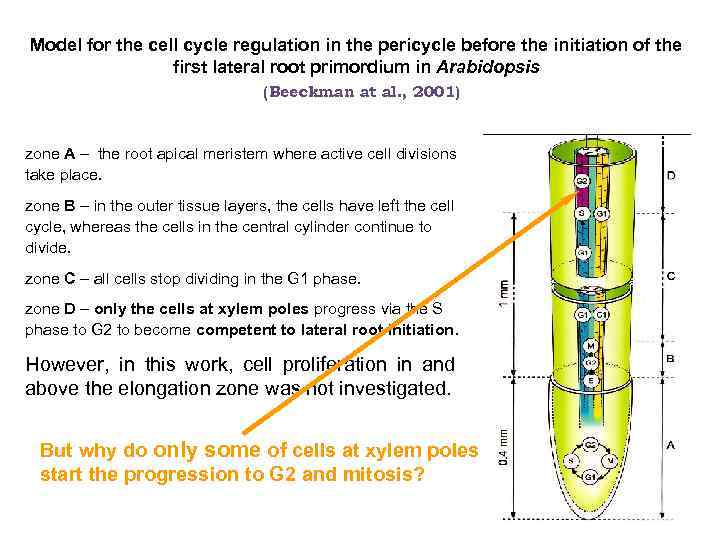 Model for the cell cycle regulation in the pericycle before the initiation of the