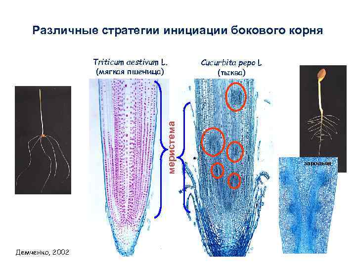 Различные стратегии инициации бокового корня меристема Triticum aestivum L. (мягкая пшеница) Демченко, 2002 Cucurbita