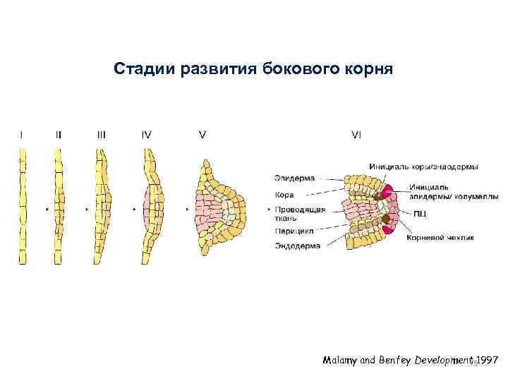 Стадии развития бокового корня Malamy and Benfey Development 1997 75 