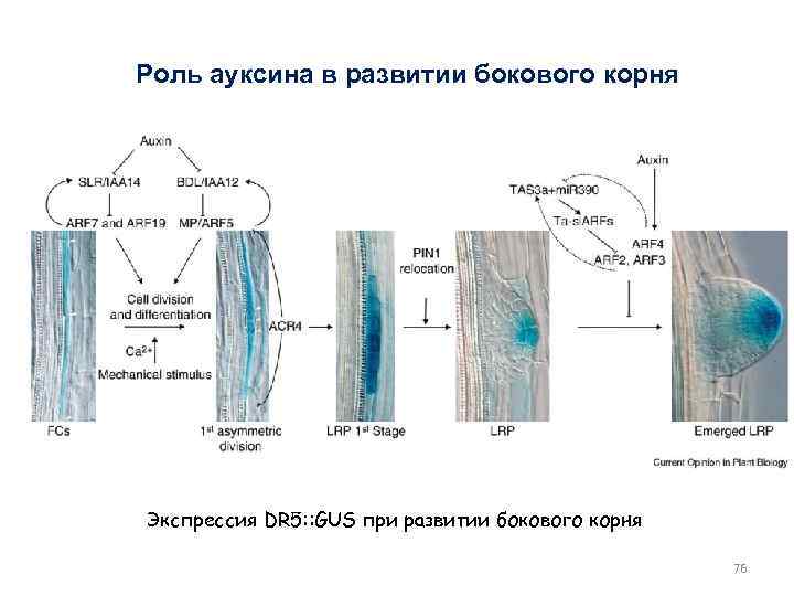 Роль ауксина в развитии бокового корня Экспрессия DR 5: : GUS при развитии бокового