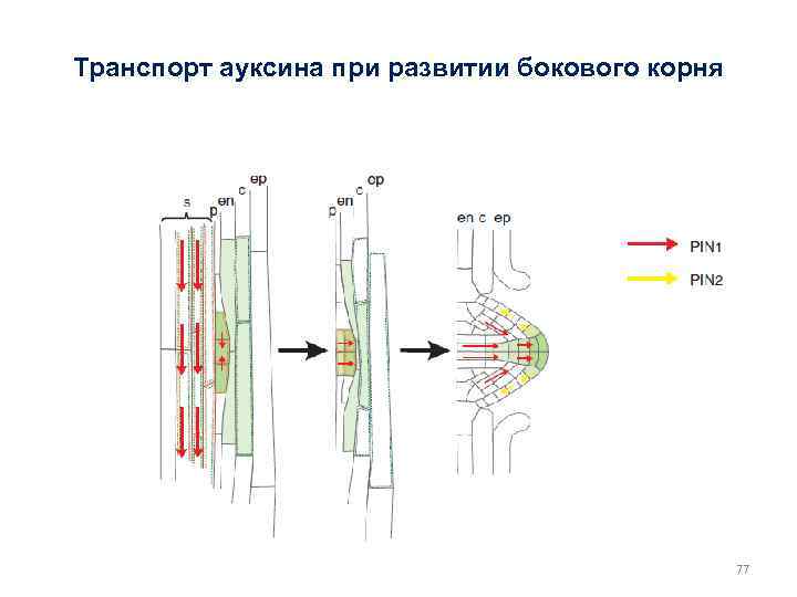 Транспорт ауксина при развитии бокового корня 77 