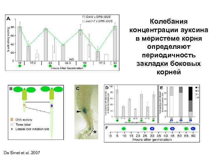 Колебания концентрации ауксина в меристеме корня определяют периодичность закладки боковых корней De Smet et