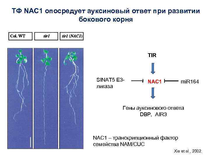 ТФ NAC 1 опосредует ауксиновый ответ при развитии бокового корня TIR SINAT 5 E