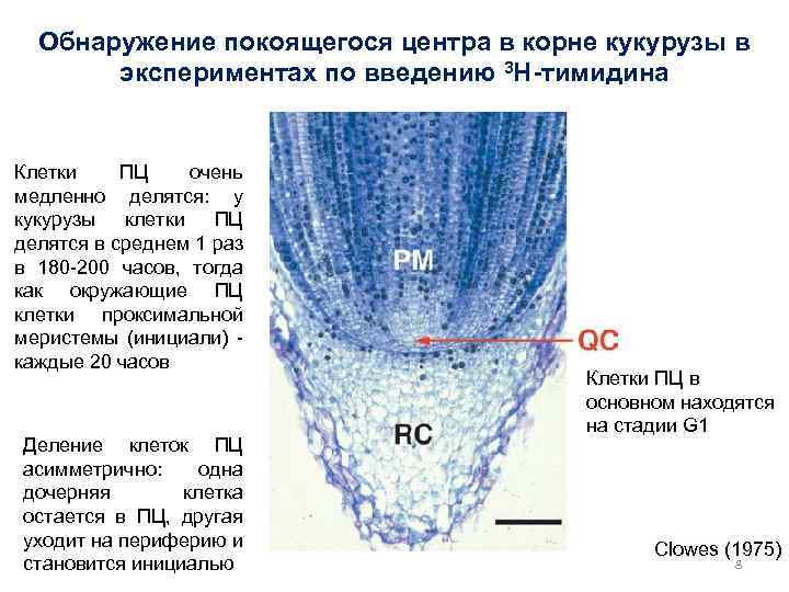 Обнаружение покоящегося центра в корне кукурузы в экспериментах по введению 3 H-тимидина Клетки ПЦ