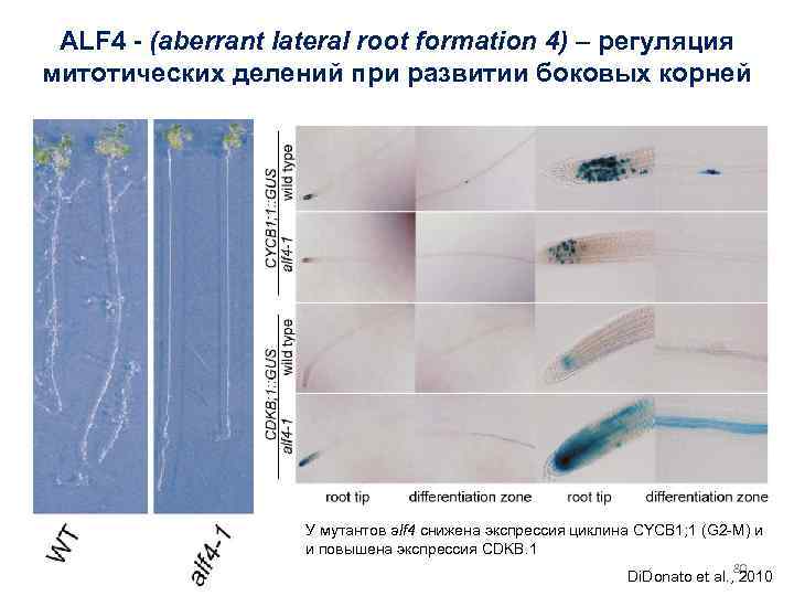 ALF 4 - (aberrant lateral root formation 4) – регуляция митотических делений при развитии