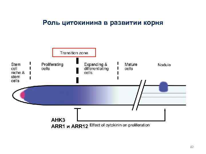 Роль цитокинина в развитии корня AHK 3 ARR 1 и ARR 12 82 