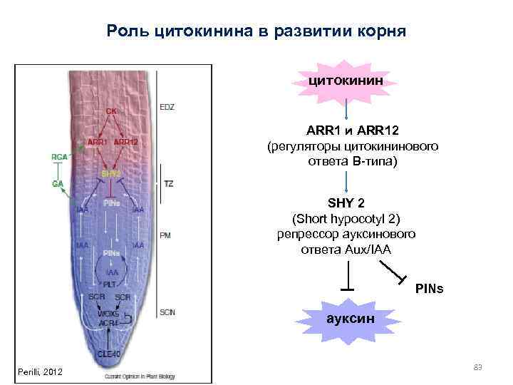 Роль цитокинина в развитии корня цитокинин ARR 1 и ARR 12 (регуляторы цитокининового ответа