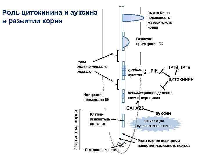 Роль цитокинина и ауксина в развитии корня Выход БК на поверхность материнского корня Развитие