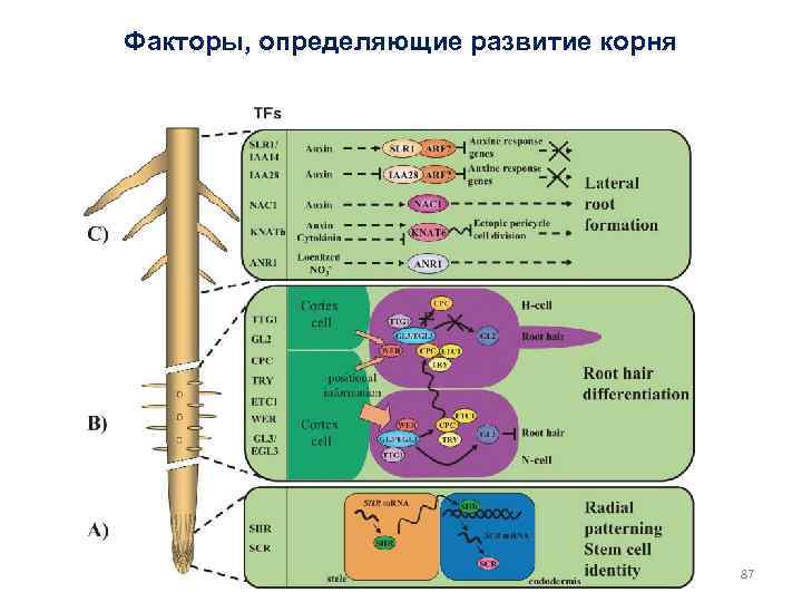 Факторы, определяющие развитие корня 87 