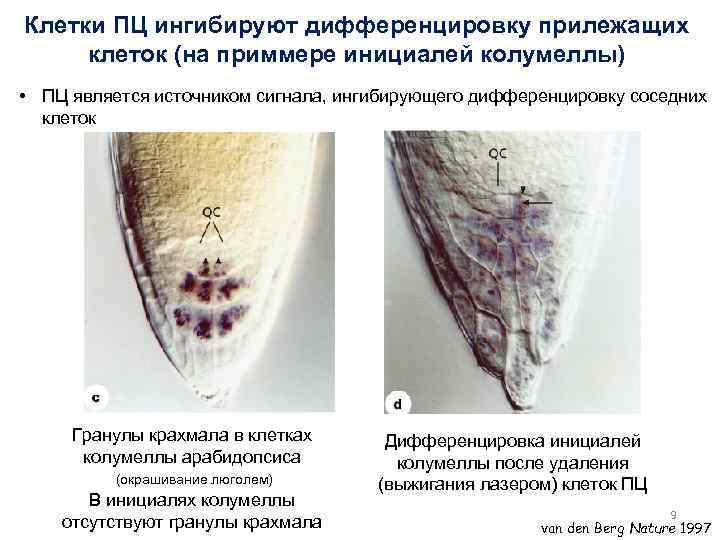 Клетки ПЦ ингибируют дифференцировку прилежащих клеток (на приммере инициалей колумеллы) • ПЦ является источником