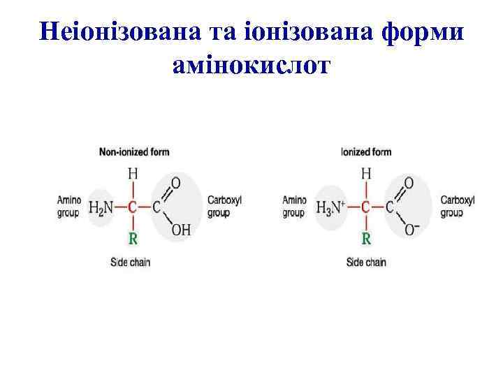 Неіонізована та іонізована форми амінокислот 