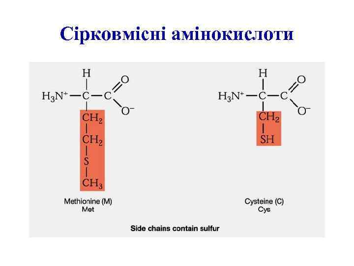 Сірковмісні амінокислоти 