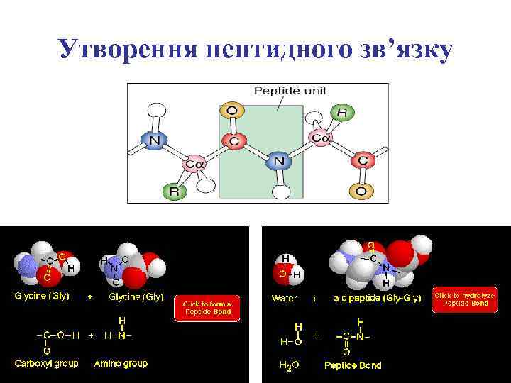 Пептидная группа атомов. Строение пептидной группы. Пептидная группа характеризуется. Пептидная связь представляет собой группу атомов. С помощью пептидной связи образуются.