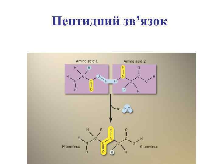 Пептидний зв’язок 