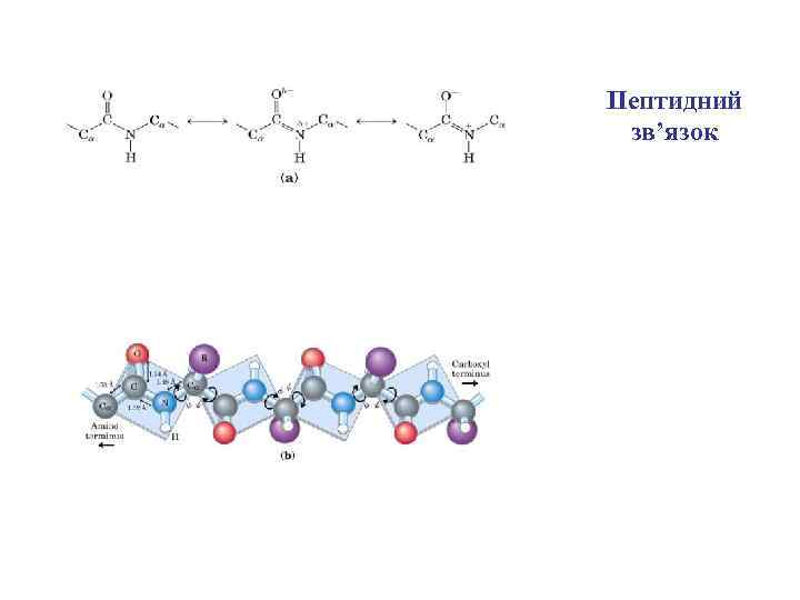 Пептидний зв’язок 