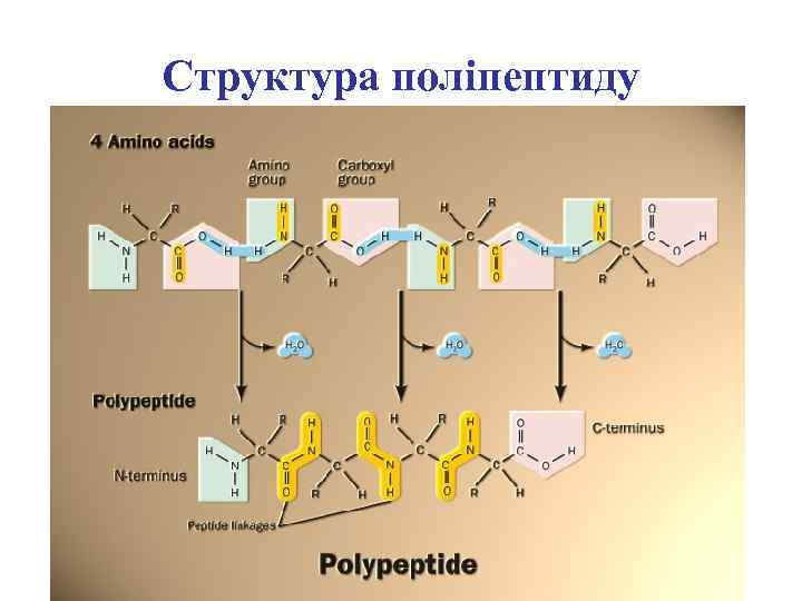 Структура поліпептиду 