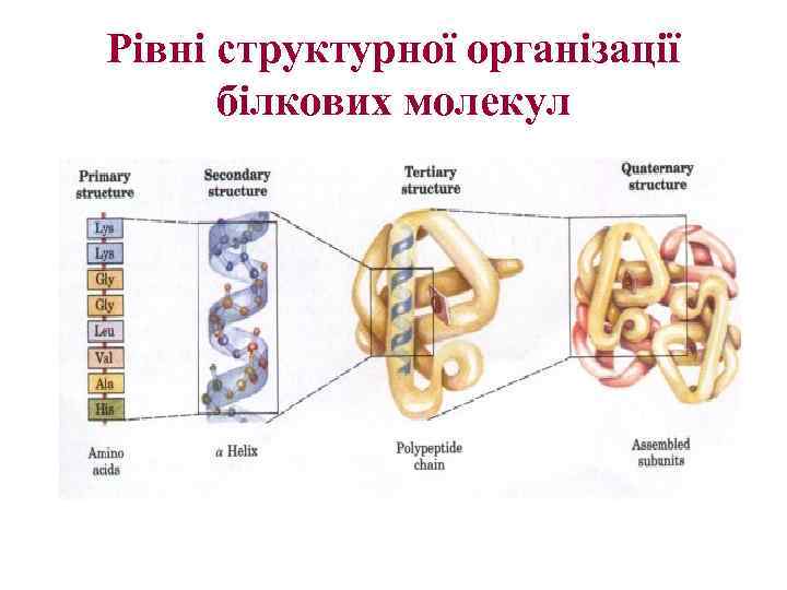 Рівні структурної організації білкових молекул 