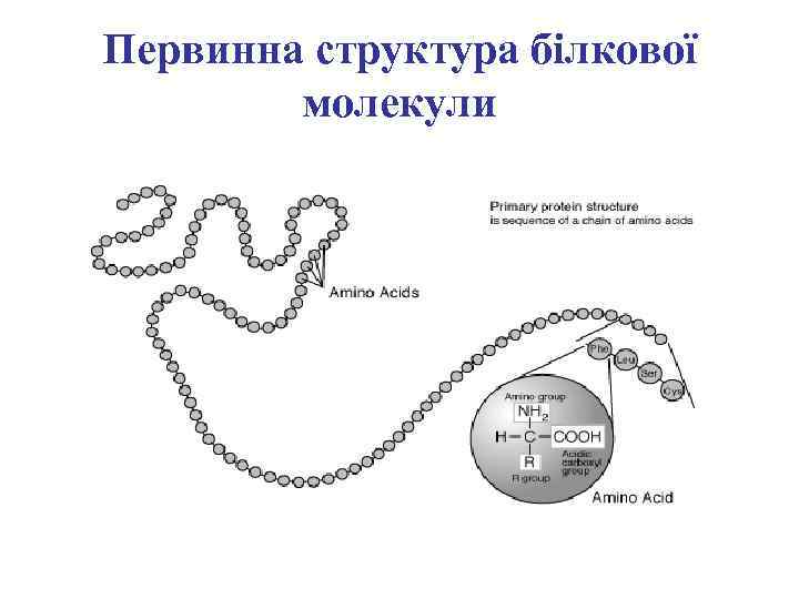 Первинна структура білкової молекули 