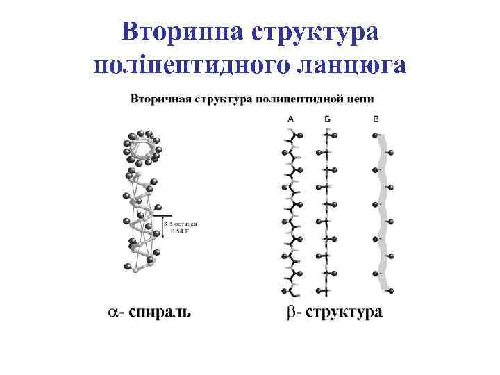 Вторинна структура поліпептидного ланцюга 