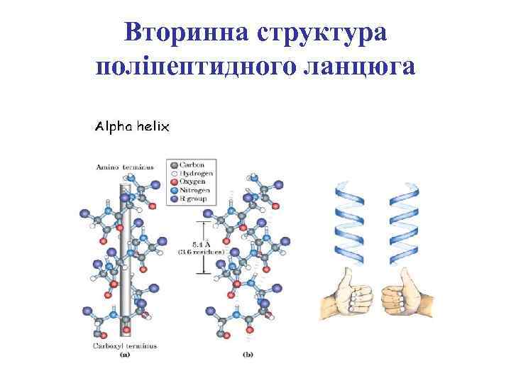 Вторинна структура поліпептидного ланцюга 