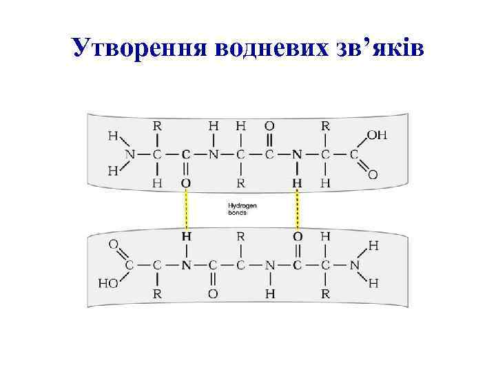 Утворення водневих зв’яків 