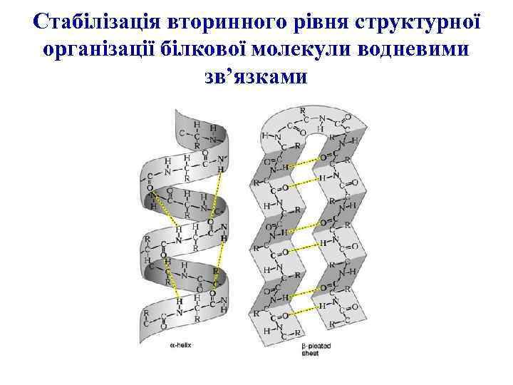 Стабілізація вторинного рівня структурної організації білкової молекули водневими зв’язками 