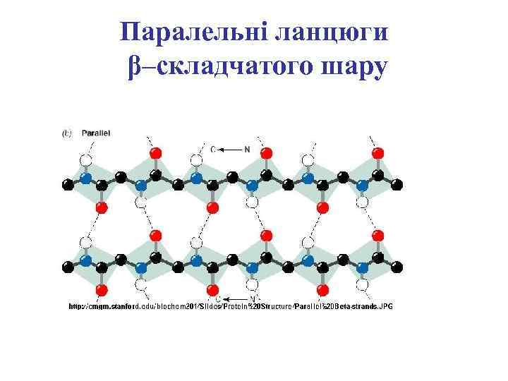 Паралельні ланцюги β–складчатого шару 