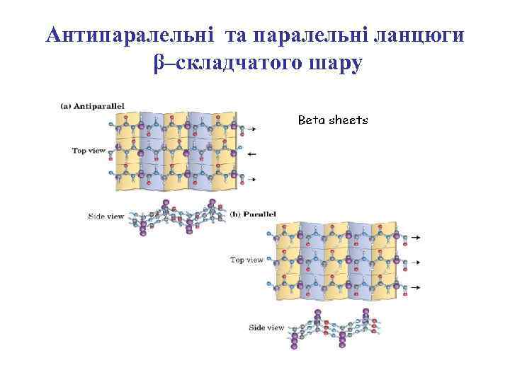 Антипаралельні та паралельні ланцюги β–складчатого шару 