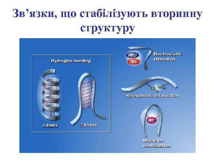 Зв’язки, що стабілізують вторинну структуру 