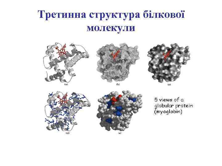 Третинна структура білкової молекули 