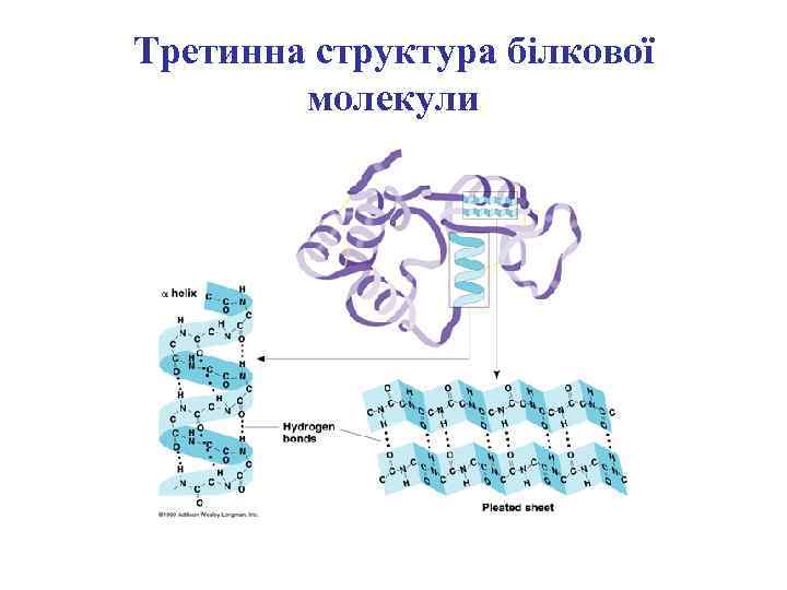 Третинна структура білкової молекули 