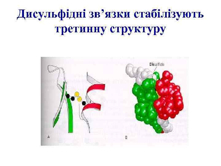 Дисульфідні зв’язки стабілізують третинну структуру 