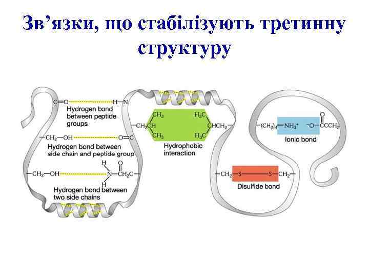 Зв’язки, що стабілізують третинну структуру 