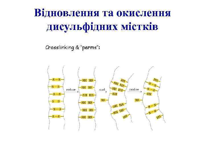 Відновлення та окислення дисульфідних містків 