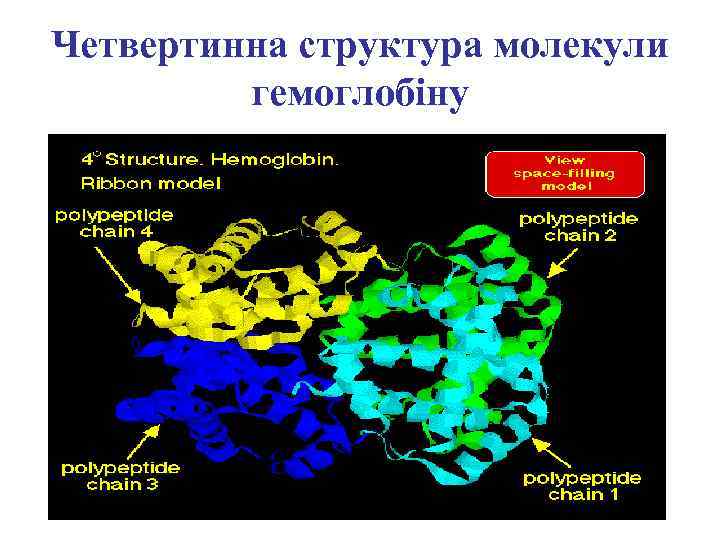 Четвертинна структура молекули гемоглобіну 