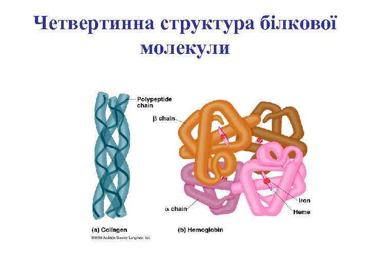 Четвертинна структура білкової молекули 