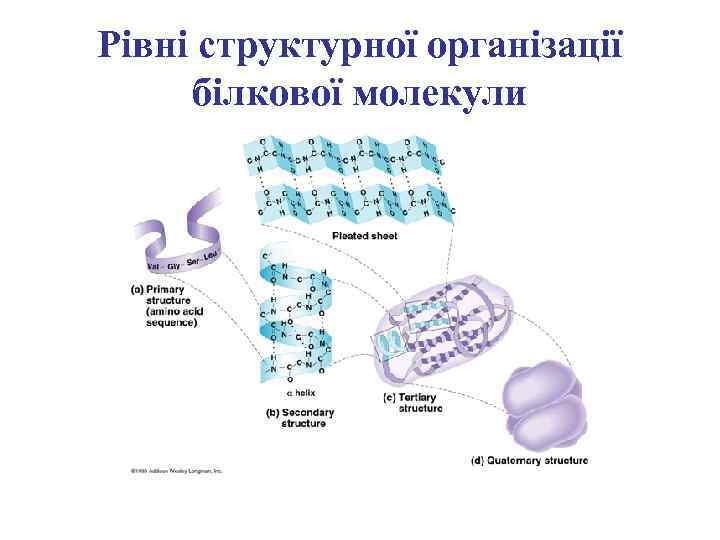 Рівні структурної організації білкової молекули 