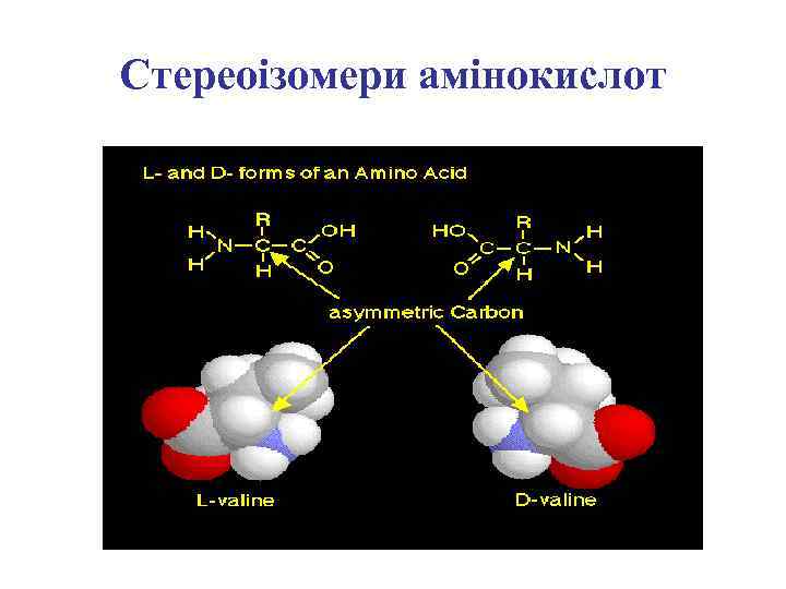 Стереоізомери амінокислот 