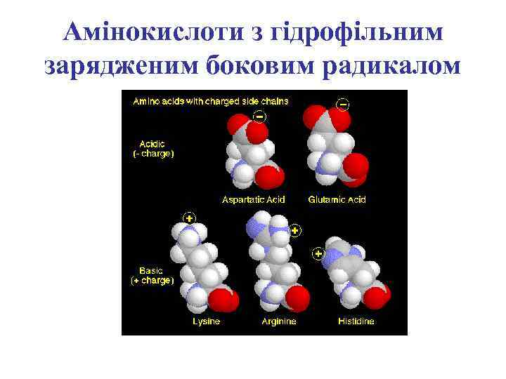 Амінокислоти з гідрофільним зарядженим боковим радикалом 