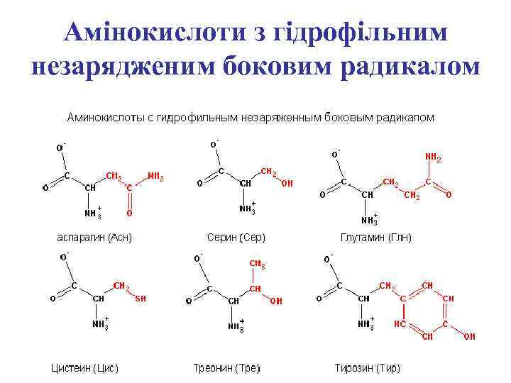 Амінокислоти з гідрофільним незарядженим боковим радикалом 