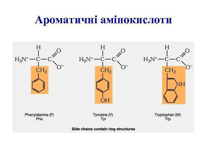 Ароматичні амінокислоти 