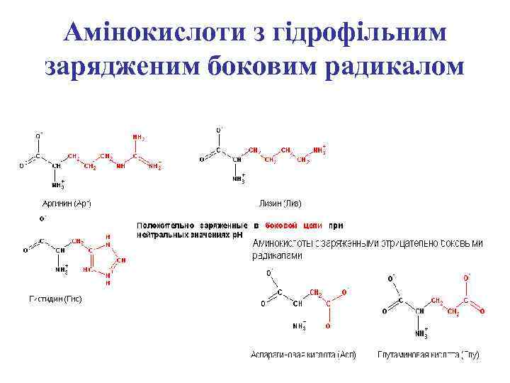 Амінокислоти з гідрофільним зарядженим боковим радикалом 