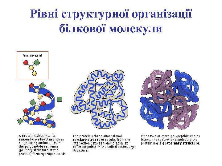 Рівні структурної організації білкової молекули 